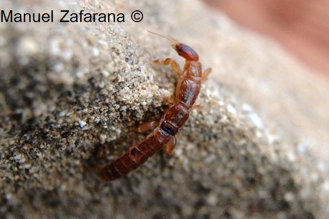 Un Embiottero anche in Sicilia: Embia ramburi.